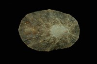 藏品(花笠螺)的圖片